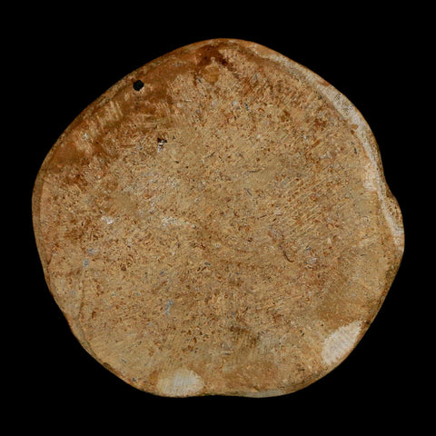 56MM Pygurus Marmonti Sea Urchin Fossil Sand Dollar Jurassic Age Madagascar