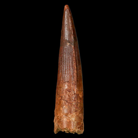 XL 3.4" Spinosaurus Fossil Tooth 100 Million Years Old Cretaceous Dinosaur COA - Fossil Age Minerals