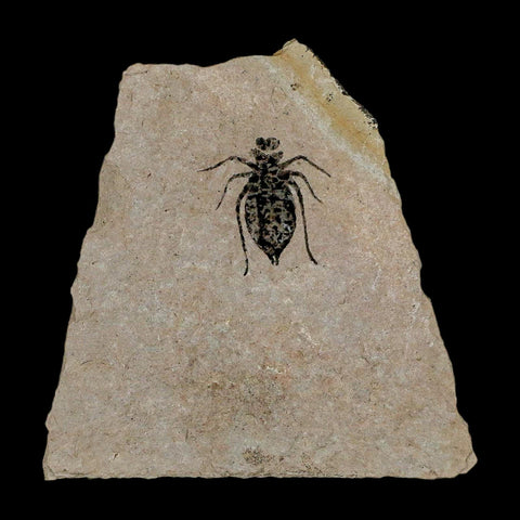 0.7" Dragonfly Larvae Fossil Libellula Doris Plate Upper Miocene Piedmont Italy Display - Fossil Age Minerals