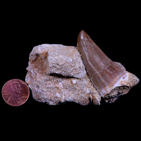 XL 2.1" Mosasaur Hoffmanni Fossil Tooth In Matrix Cretaceous Dinosaur Era COA - Fossil Age Minerals