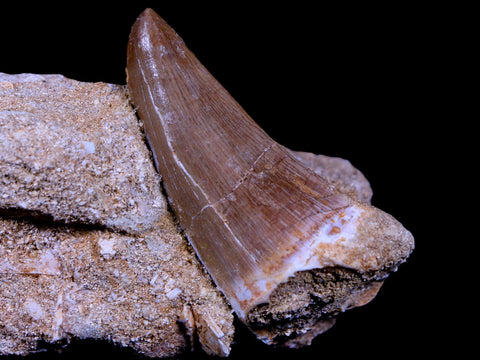 XL 2.1" Mosasaur Hoffmanni Fossil Tooth In Matrix Cretaceous Dinosaur Era COA - Fossil Age Minerals