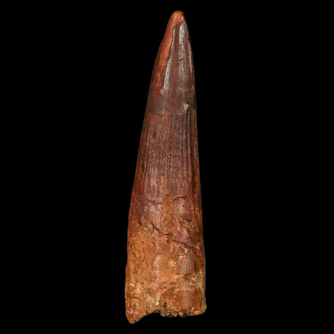 XL 3.4" Spinosaurus Fossil Tooth 100 Million Years Old Cretaceous Dinosaur COA - Fossil Age Minerals