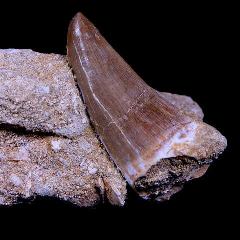 XL 2.1" Mosasaur Hoffmanni Fossil Tooth In Matrix Cretaceous Dinosaur Era COA - Fossil Age Minerals