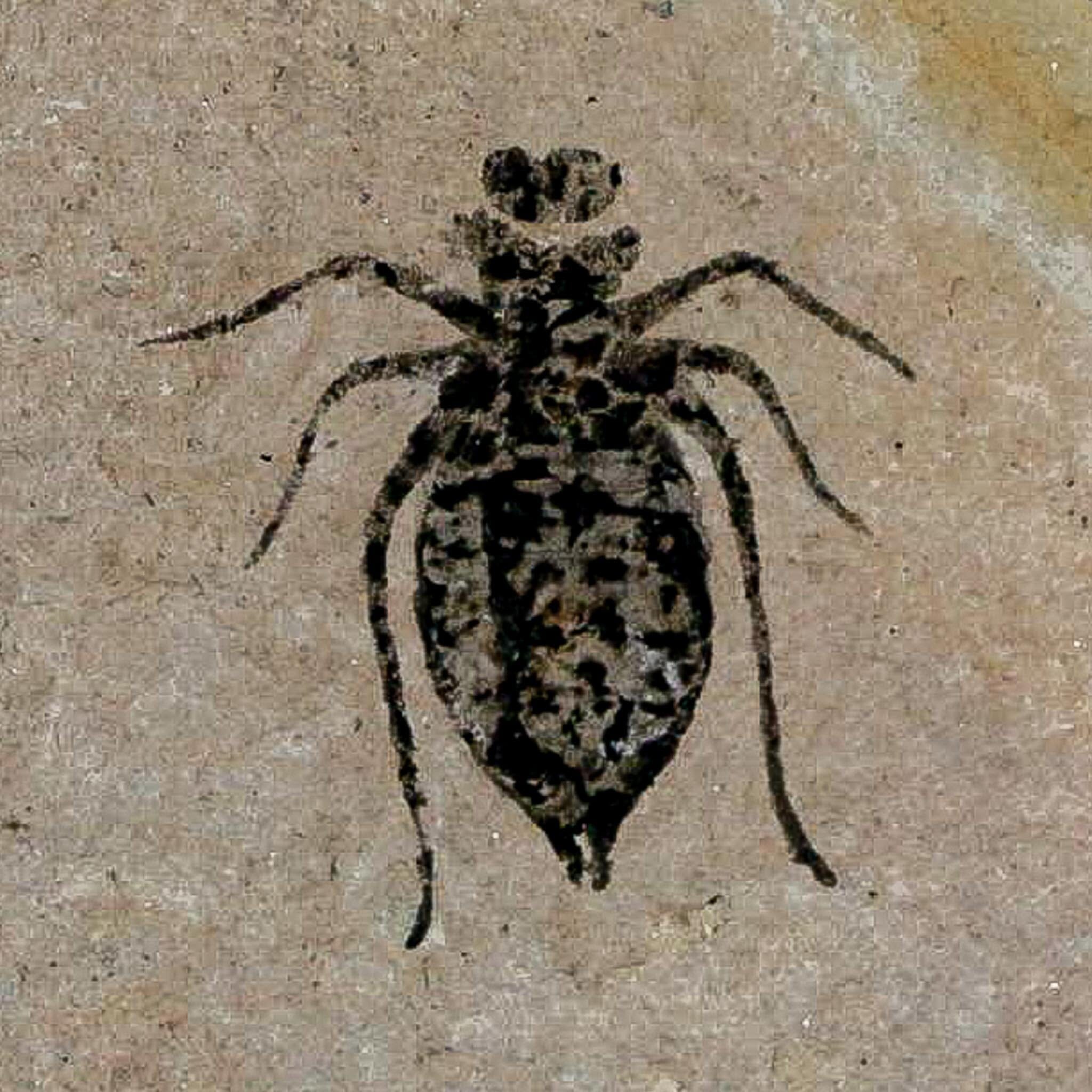0.7" Dragonfly Larvae Fossil Libellula Doris Plate Upper Miocene Piedmont Italy Display - Fossil Age Minerals