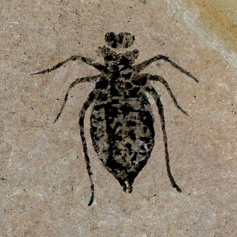 0.7" Dragonfly Larvae Fossil Libellula Doris Plate Upper Miocene Piedmont Italy Display - Fossil Age Minerals