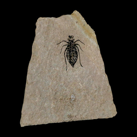 0.7" Dragonfly Larvae Fossil Libellula Doris Plate Upper Miocene Piedmont Italy Display - Fossil Age Minerals