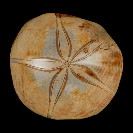 74MM Pygurus Marmonti Sea Urchin Fossil Sand Dollar Jurassic Age Madagascar