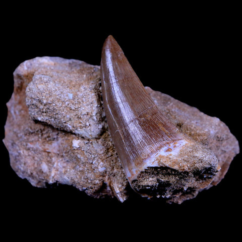 XL 2.1" Mosasaur Hoffmanni Fossil Tooth In Matrix Cretaceous Dinosaur Era COA - Fossil Age Minerals