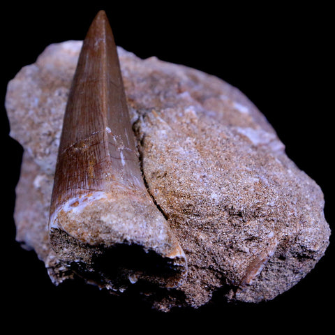 XL 2.1" Mosasaur Hoffmanni Fossil Tooth In Matrix Cretaceous Dinosaur Era COA - Fossil Age Minerals