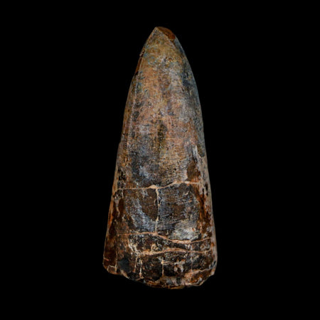 XL 2.6" Sarcosuchus Imperator Crocodile Fossil Tooth Elrhaz FM Cretaceous Niger COA