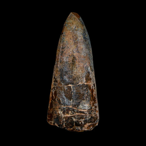 XL 2.6" Sarcosuchus Imperator Crocodile Fossil Tooth Elrhaz FM Cretaceous Niger COA