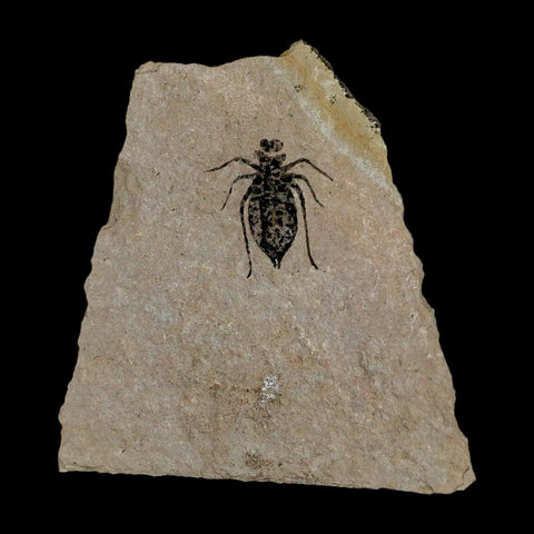 0.7" Dragonfly Larvae Fossil Libellula Doris Plate Upper Miocene Piedmont Italy Display - Fossil Age Minerals