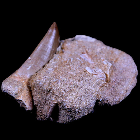 XL 2.1" Mosasaur Hoffmanni Fossil Tooth In Matrix Cretaceous Dinosaur Era COA - Fossil Age Minerals