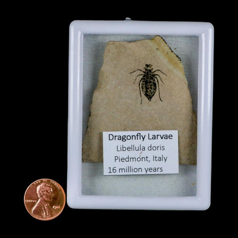 0.7" Dragonfly Larvae Fossil Libellula Doris Plate Upper Miocene Piedmont Italy Display - Fossil Age Minerals