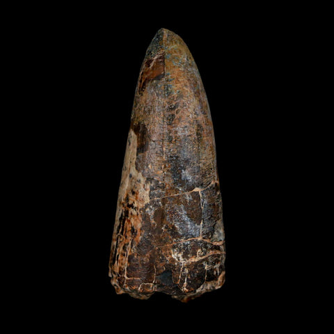 XL 2.6" Sarcosuchus Imperator Crocodile Fossil Tooth Elrhaz FM Cretaceous Niger COA