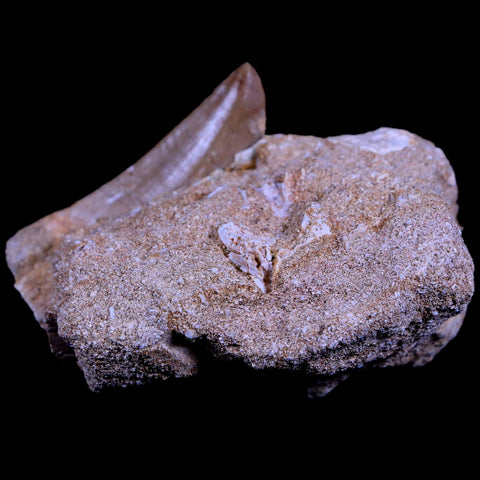 XL 2.1" Mosasaur Hoffmanni Fossil Tooth In Matrix Cretaceous Dinosaur Era COA - Fossil Age Minerals