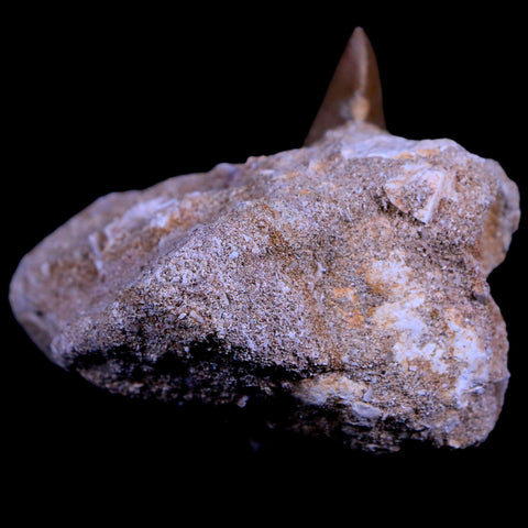 XL 2.1" Mosasaur Hoffmanni Fossil Tooth In Matrix Cretaceous Dinosaur Era COA - Fossil Age Minerals