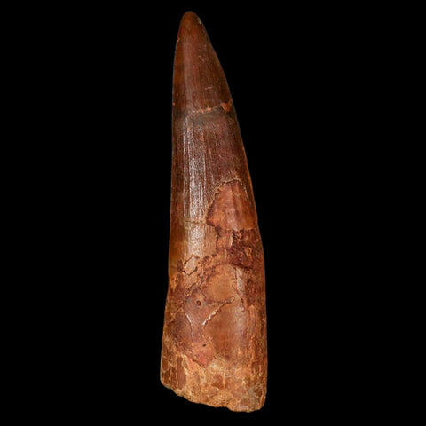 XL 3.4" Spinosaurus Fossil Tooth 100 Million Years Old Cretaceous Dinosaur COA - Fossil Age Minerals