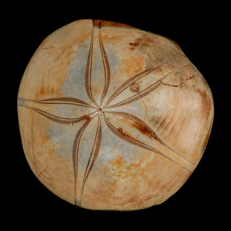 74MM Pygurus Marmonti Sea Urchin Fossil Sand Dollar Jurassic Age Madagascar