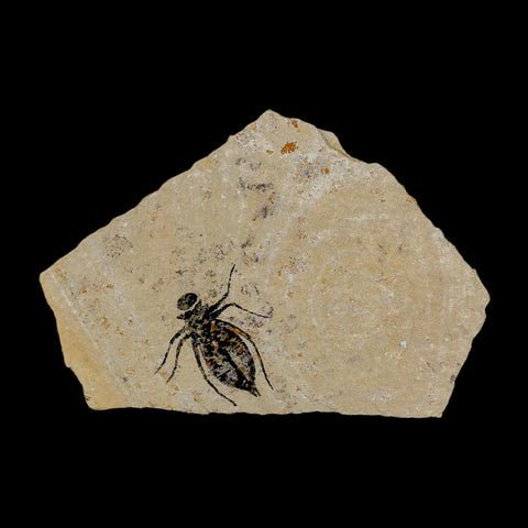 0.8" Dragonfly Larvae Fossil Libellula Doris Plate Upper Miocene Piedmont Italy Display - Fossil Age Minerals