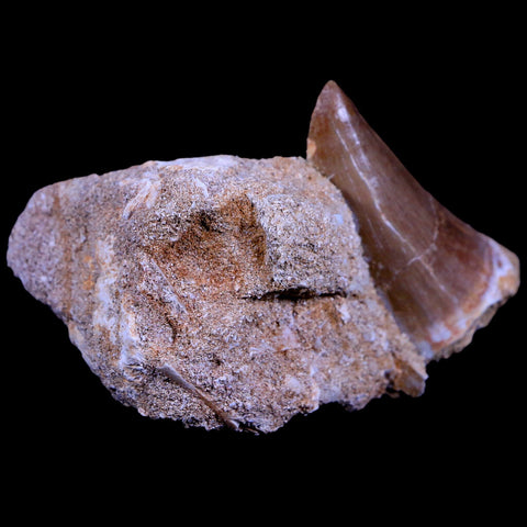 XL 2.1" Mosasaur Hoffmanni Fossil Tooth In Matrix Cretaceous Dinosaur Era COA - Fossil Age Minerals