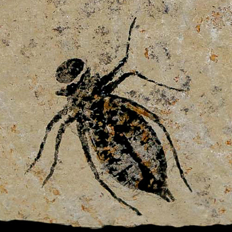 0.8" Dragonfly Larvae Fossil Libellula Doris Plate Upper Miocene Piedmont Italy Display - Fossil Age Minerals
