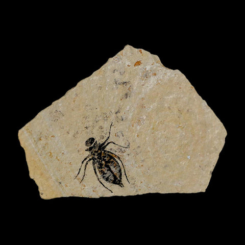 0.8" Dragonfly Larvae Fossil Libellula Doris Plate Upper Miocene Piedmont Italy Display - Fossil Age Minerals