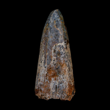 XL 2.6" Sarcosuchus Imperator Crocodile Fossil Tooth Elrhaz FM Cretaceous Niger COA