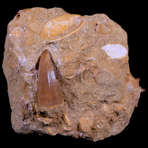 1.7" Mosasaur Hoffmanni Fossil Tooth In Matrix Cretaceous Dinosaur Era COA - Fossil Age Minerals