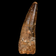 XL 3.3" Spinosaurus Fossil Tooth 100 Million Years Old Cretaceous Dinosaur COA