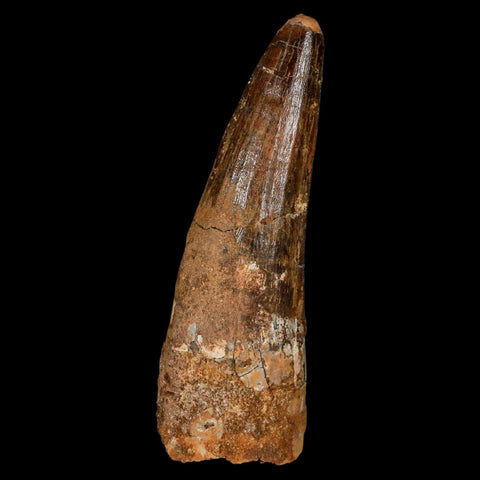 XL 3.3" Spinosaurus Fossil Tooth 100 Million Years Old Cretaceous Dinosaur COA - Fossil Age Minerals