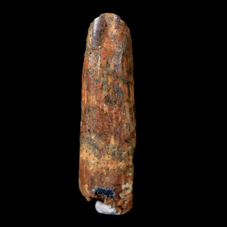 1.1" Rebbachisaurus Sauropod Fossil Tooth Early Cretaceous Dinosaur COA, Display
