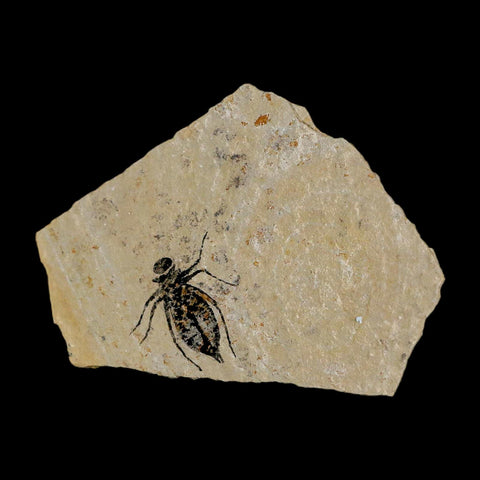 0.8" Dragonfly Larvae Fossil Libellula Doris Plate Upper Miocene Piedmont Italy Display - Fossil Age Minerals
