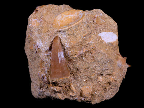 1.7" Mosasaur Hoffmanni Fossil Tooth In Matrix Cretaceous Dinosaur Era COA - Fossil Age Minerals