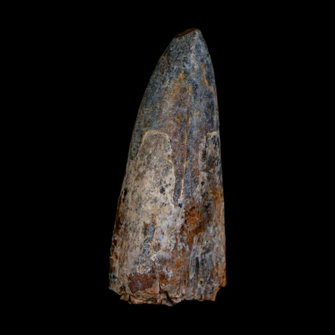 XL 2.6" Sarcosuchus Imperator Crocodile Fossil Tooth Elrhaz FM Cretaceous Niger COA