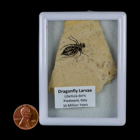 0.8" Dragonfly Larvae Fossil Libellula Doris Plate Upper Miocene Piedmont Italy Display - Fossil Age Minerals