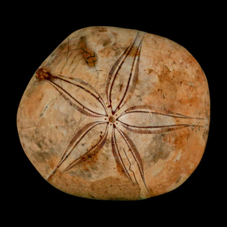 63MM Pygurus Marmonti Sea Urchin Fossil Sand Dollar Jurassic Age Madagascar