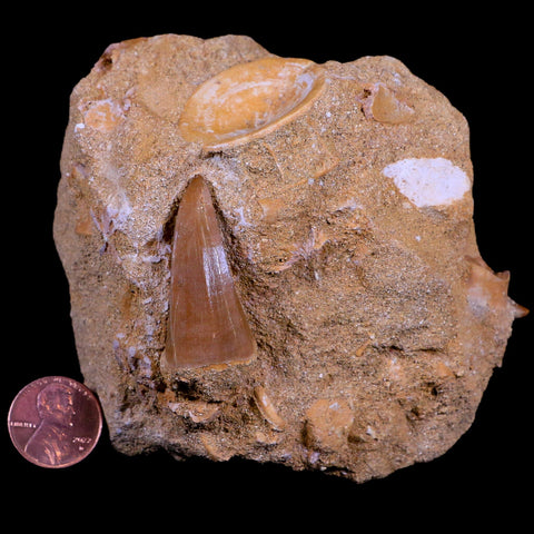 1.7" Mosasaur Hoffmanni Fossil Tooth In Matrix Cretaceous Dinosaur Era COA - Fossil Age Minerals