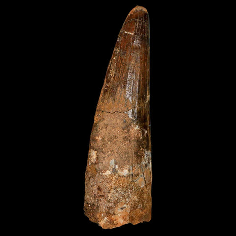 XL 3.3" Spinosaurus Fossil Tooth 100 Million Years Old Cretaceous Dinosaur COA - Fossil Age Minerals
