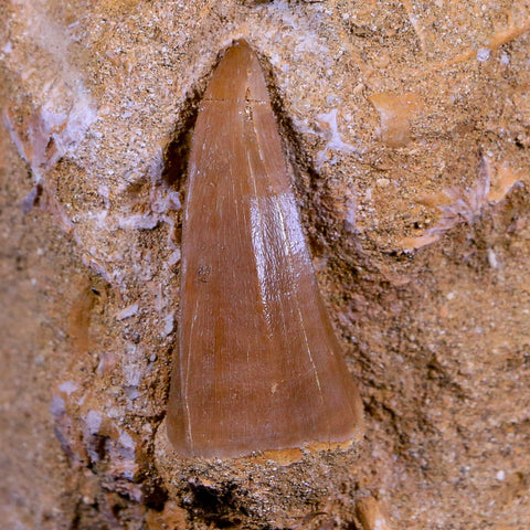 1.7" Mosasaur Hoffmanni Fossil Tooth In Matrix Cretaceous Dinosaur Era COA - Fossil Age Minerals