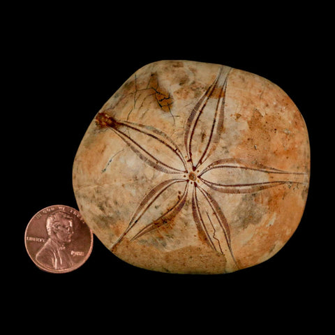 63MM Pygurus Marmonti Sea Urchin Fossil Sand Dollar Jurassic Age Madagascar