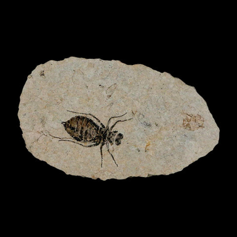 0.8" Dragonfly Larvae Fossil Libellula Doris Plate Upper Miocene Piedmont Italy Display - Fossil Age Minerals