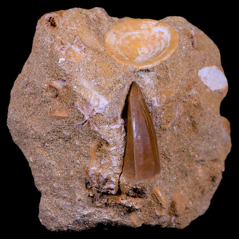 1.7" Mosasaur Hoffmanni Fossil Tooth In Matrix Cretaceous Dinosaur Era COA - Fossil Age Minerals