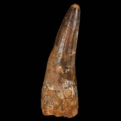 XL 3.3" Spinosaurus Fossil Tooth 100 Million Years Old Cretaceous Dinosaur COA - Fossil Age Minerals