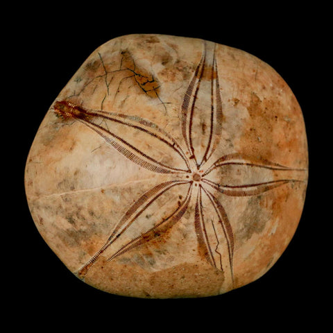 63MM Pygurus Marmonti Sea Urchin Fossil Sand Dollar Jurassic Age Madagascar