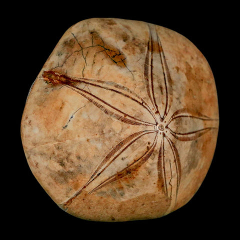63MM Pygurus Marmonti Sea Urchin Fossil Sand Dollar Jurassic Age Madagascar