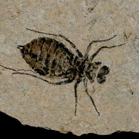 0.8" Dragonfly Larvae Fossil Libellula Doris Plate Upper Miocene Piedmont Italy Display - Fossil Age Minerals