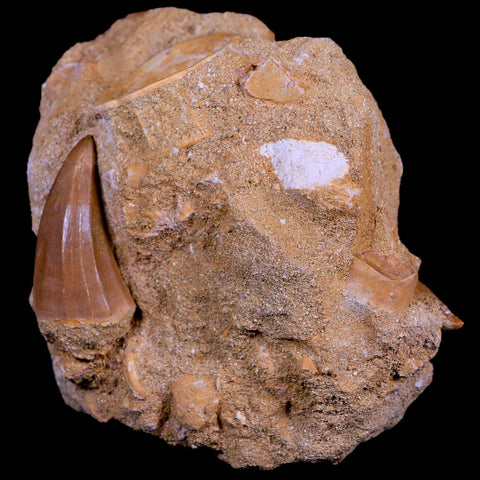 1.7" Mosasaur Hoffmanni Fossil Tooth In Matrix Cretaceous Dinosaur Era COA - Fossil Age Minerals