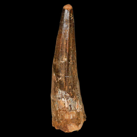 XL 3.3" Spinosaurus Fossil Tooth 100 Million Years Old Cretaceous Dinosaur COA - Fossil Age Minerals