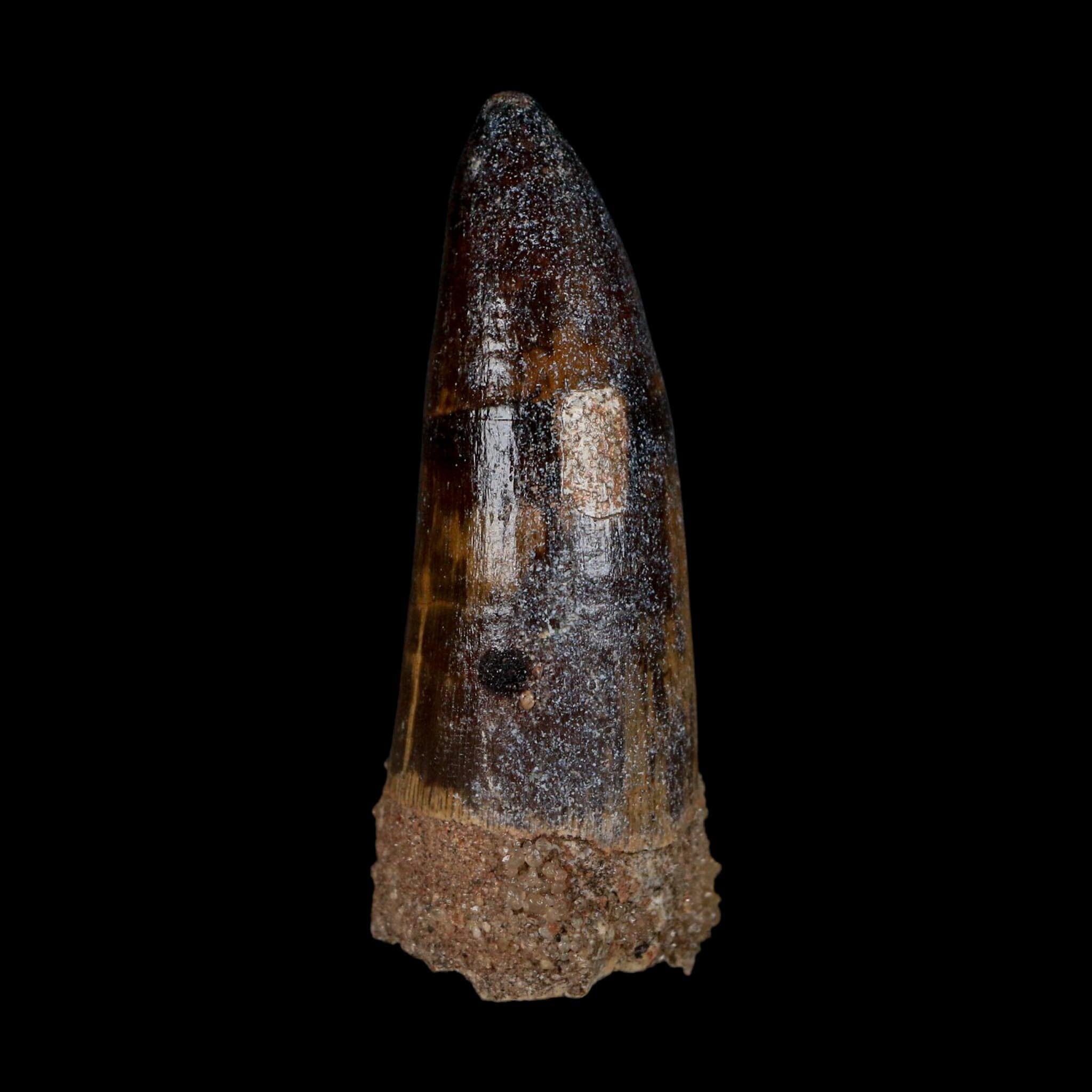 XL 2.6" Sarcosuchus Imperator Crocodile Fossil Tooth Elrhaz FM Cretaceous Niger COA - Fossil Age Minerals
